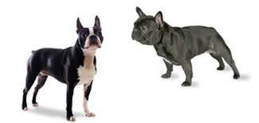 A boston terrier and a french bulldog