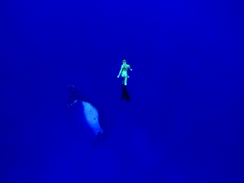 Girl swims with humpback whale in Tonga