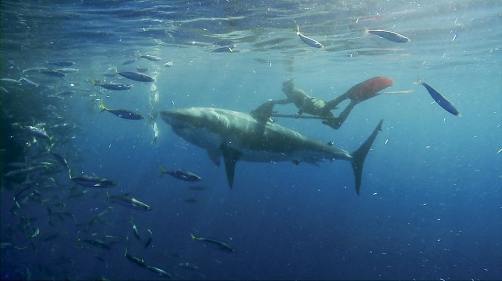 Mark Healey swims with Great White