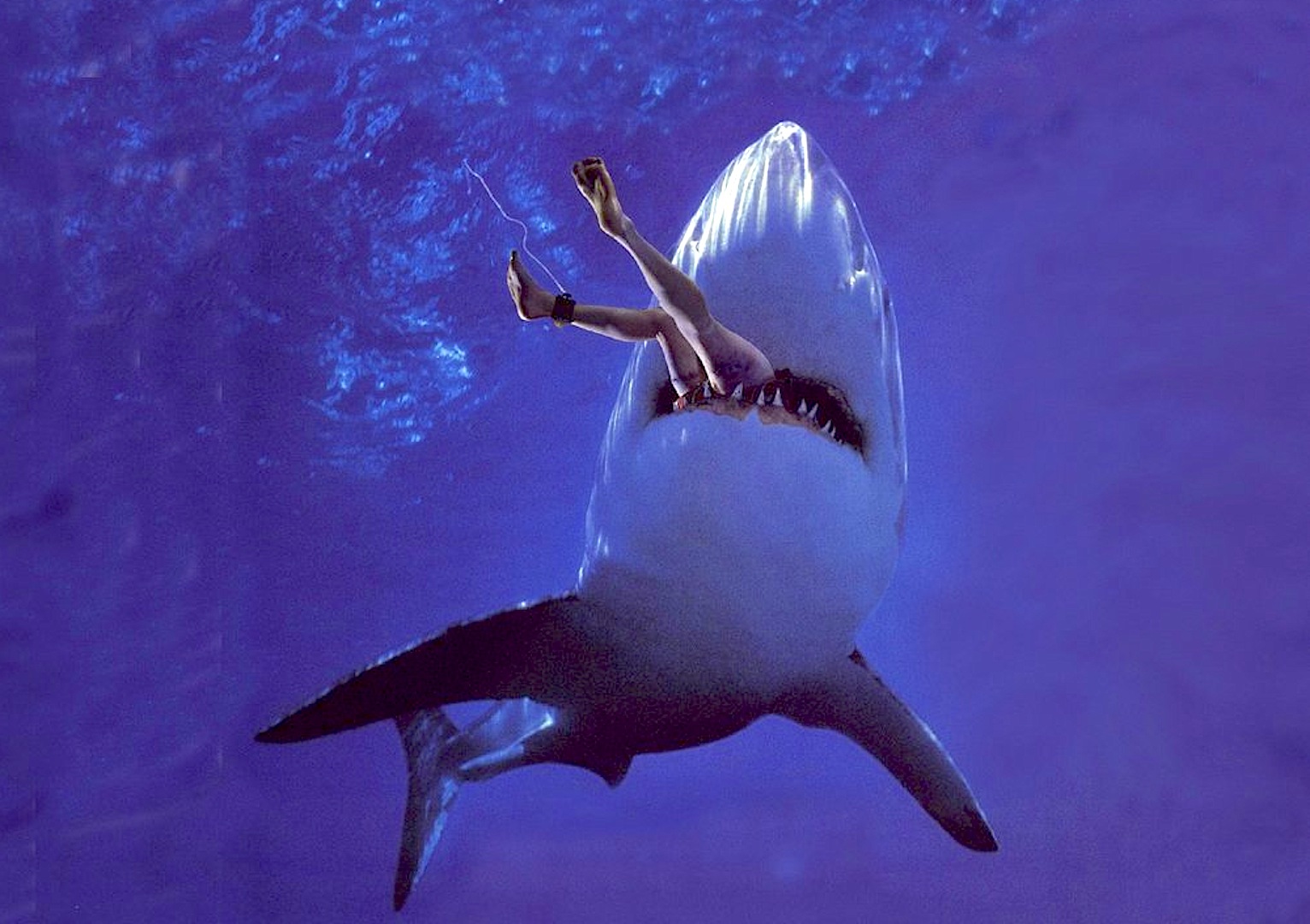 A los tiburones les gusta la carne humana