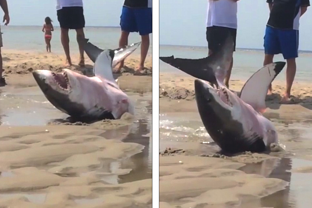 Great white rescued after it got beached chasing seagulls at Chatham, Massachusetts.