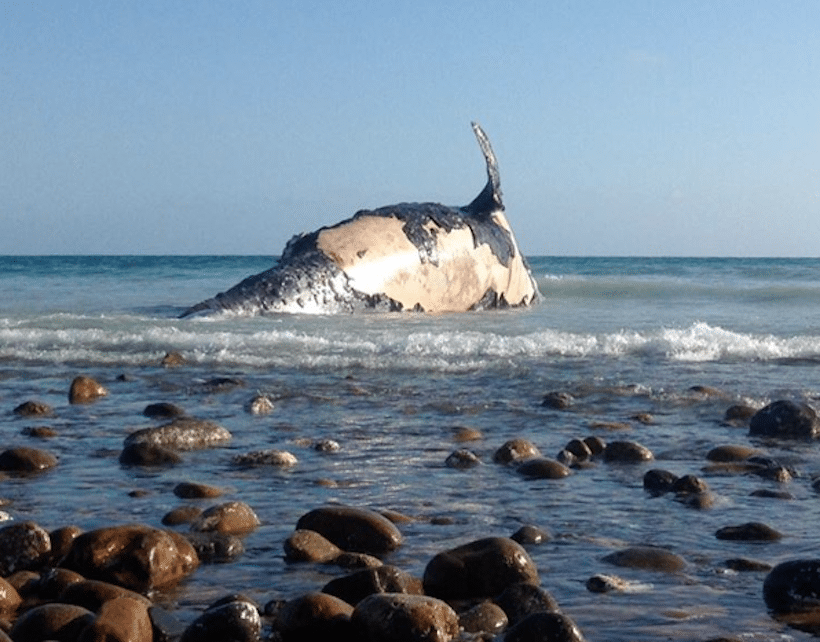 beached whale lowers