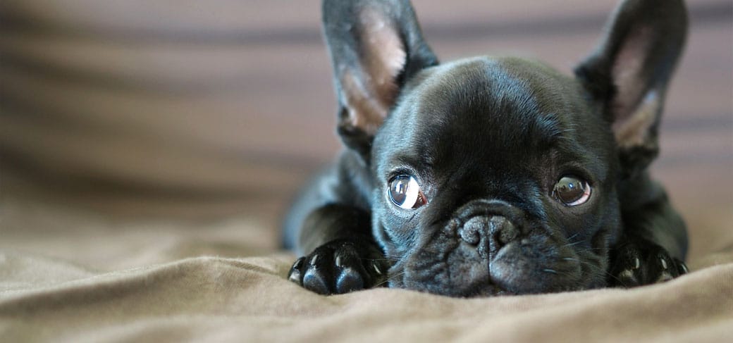 french-bulldog