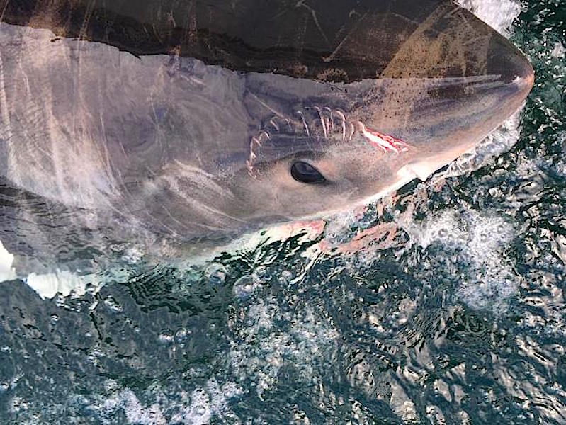 great white shark caught in net