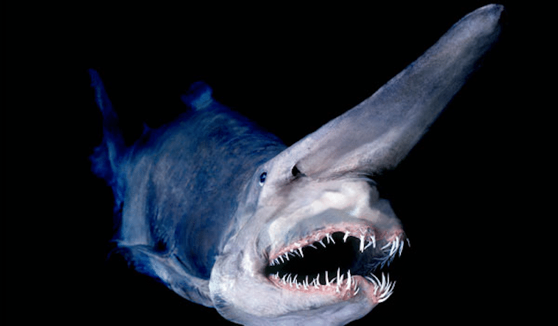 The British shark (smooth hound?) is marked by its crooked teeth and confused bearing.
