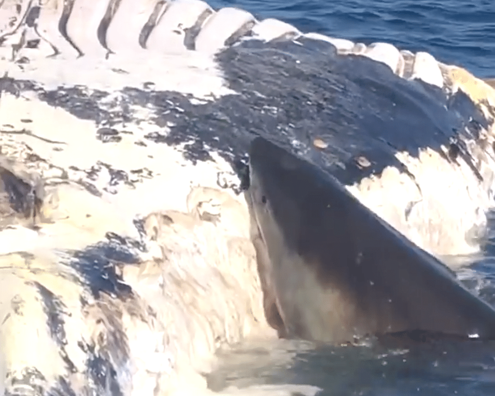 Watch: Great Whites Tear Hell out of Whale at Angourie! - BeachGrit