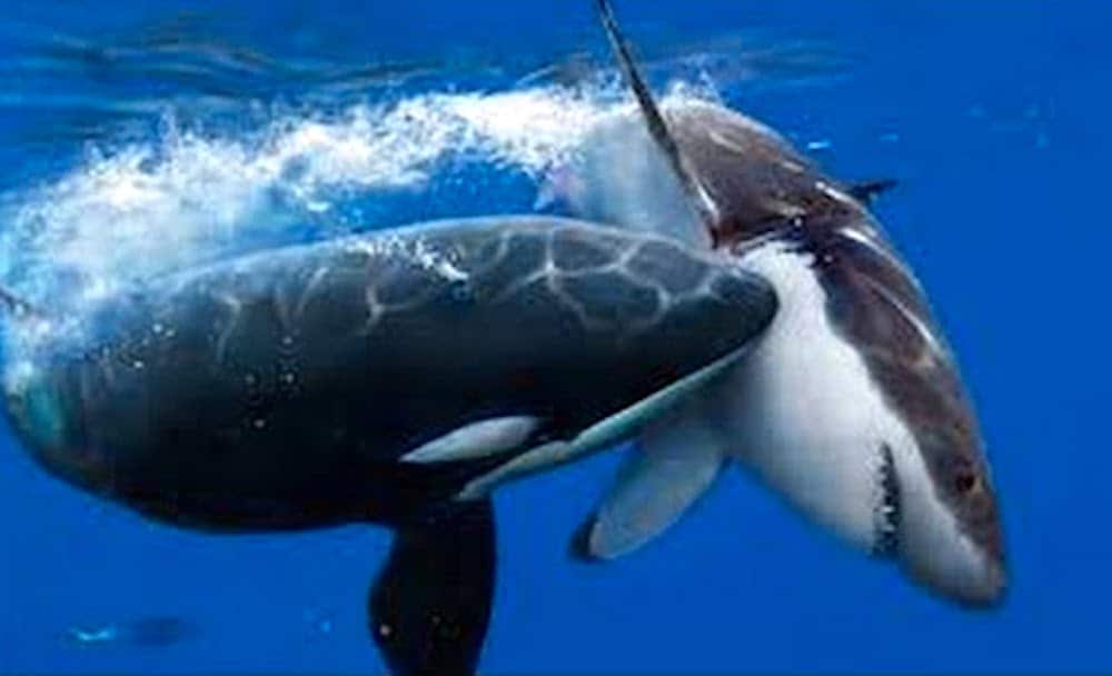 Hungry Orca pod protects surfers from Great White Sharks on the day of