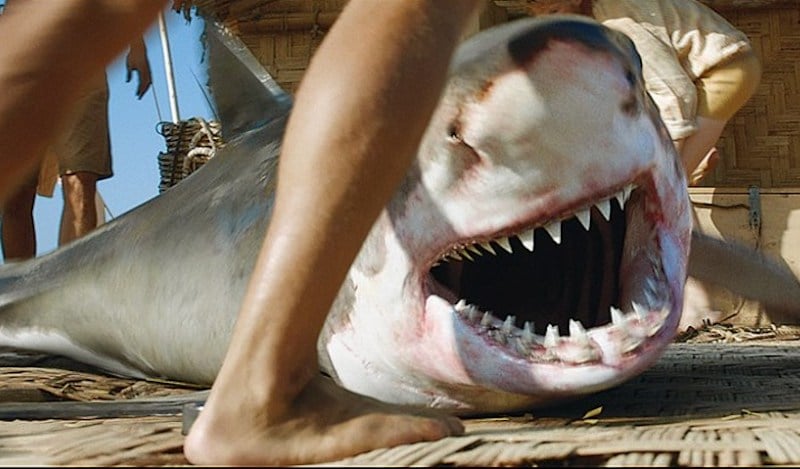Supernatural: Wife of Australian shark attack survivor dreams of