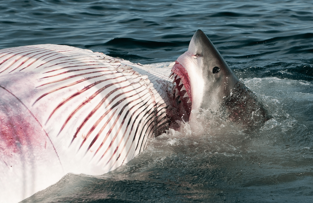 Great White (pictured) feasting like a disgusting, amoral glutton.
