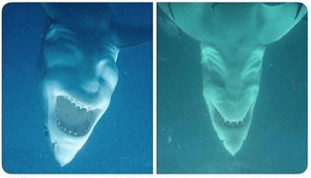 Sharks in Florida (pictured) smiling broadly at their skillz.