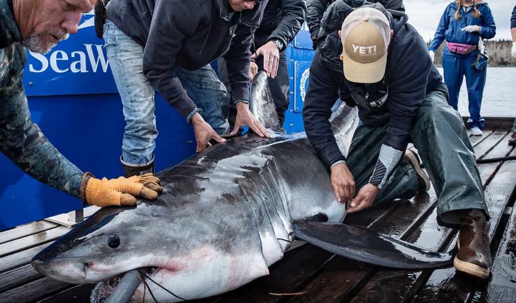 Great White shark (picture) being waterboarded for answers.