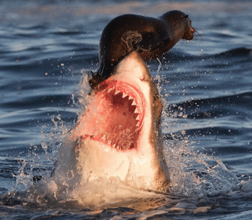 shark eating seal