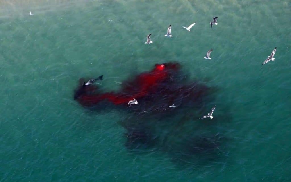 Blood Was Gushing Out”: Swimming Adventure Leads to 100 Stiches and Staples  as Nashville Man Falls Prey to a Terrifying Shark Attack - EssentiallySports