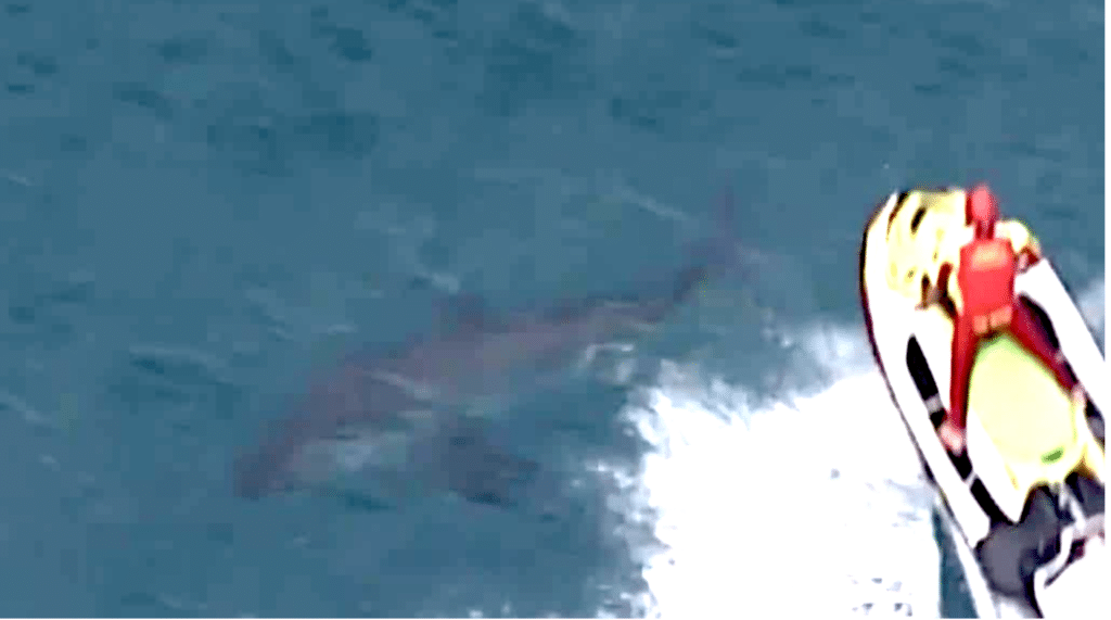 Surfer attacked by Great White shark at Margaret River reveals