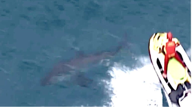 Surfer Killed By Suspected Twelve-To-Fifteen-Foot Great White Shark Near Byron Bay; Other Surfers Fought Off Shark; All Nearby Beaches Closed. 3