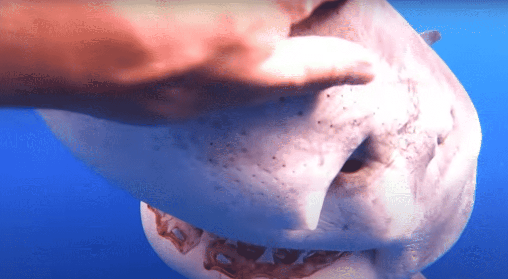 Watch: Just released footage reveals deadly Great White Shark