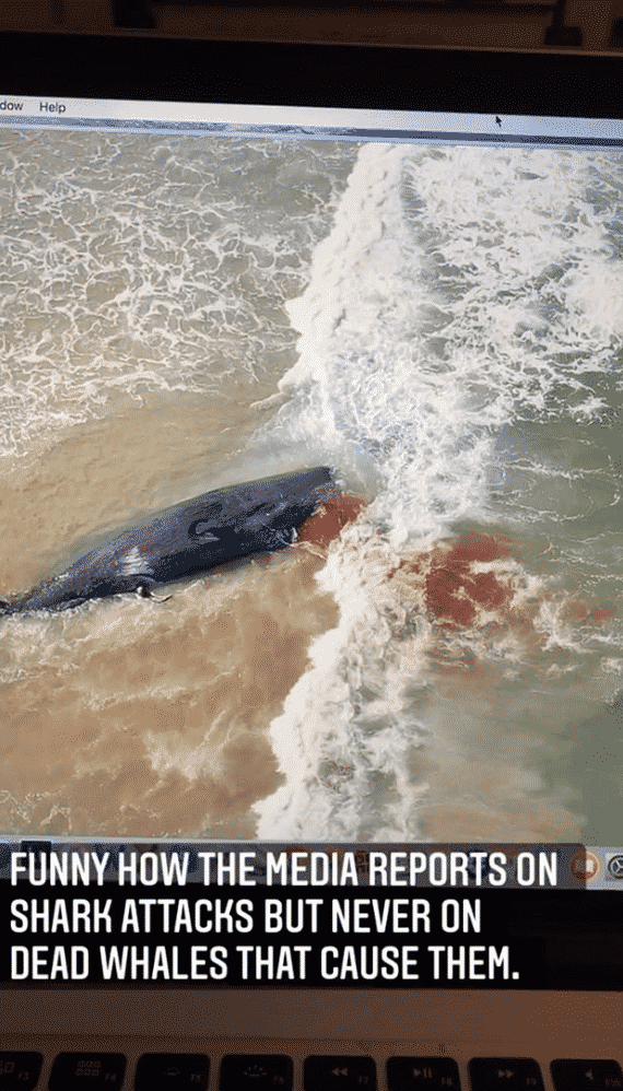 Dead fifty-foot, forty-four-ton Sperm Whale sparks shark feeding frenzy ...