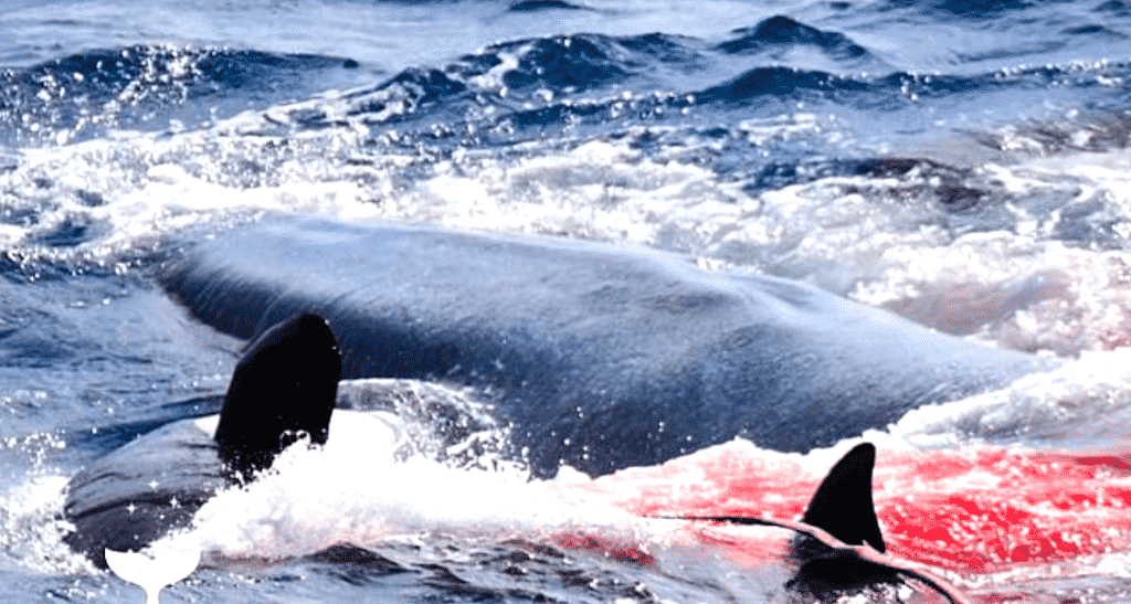 Watch: 75 Killer Orcas devour majestic 50-foot Blue Whale alive in ...