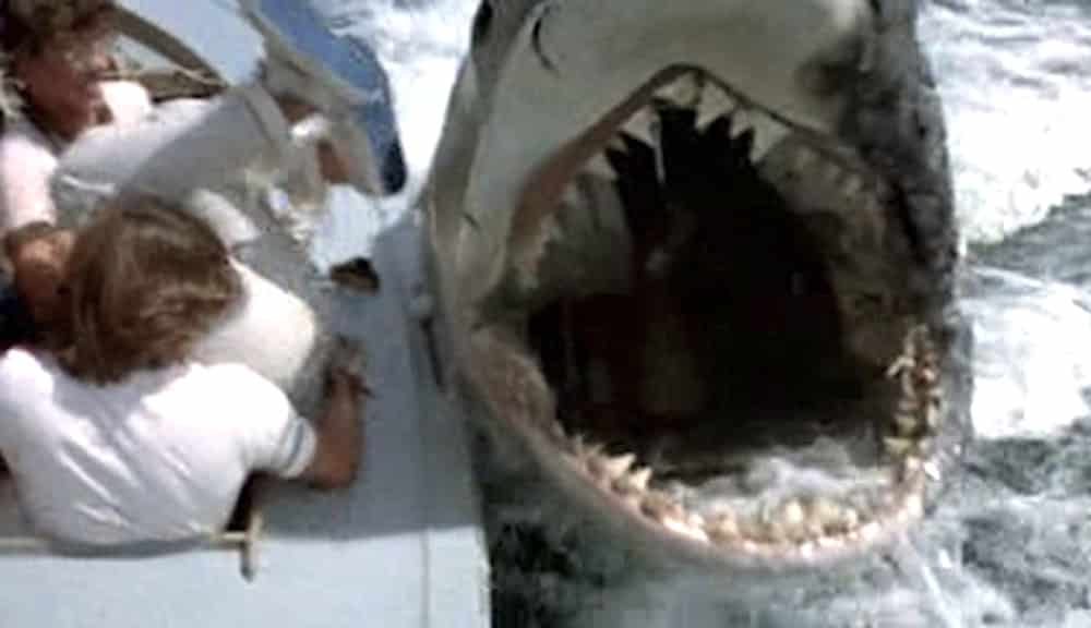 Great White Shark Attack