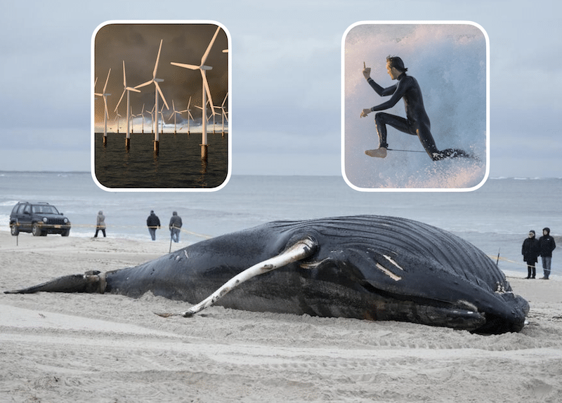 Dead whale (pictured) with wind turbines and angry Australian surfers involved. Photo: photo