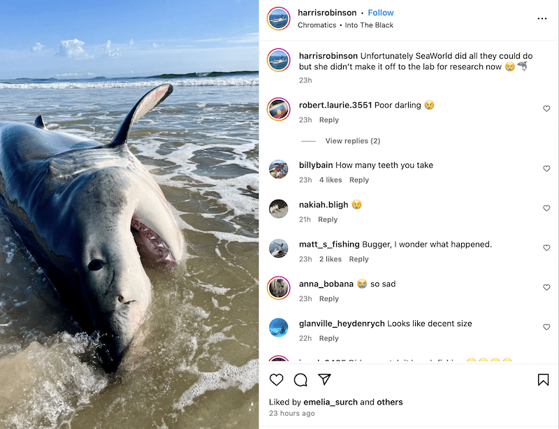 “Distressing” video shows Great White shark dying after beaching itself near where surfer was attacked and killed