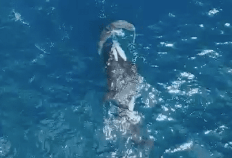 Distressing video shows Orca killing Great White in surprise attack! -  BeachGrit