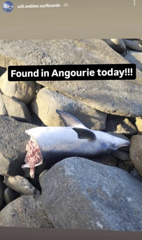 Surfers Warned Of &Quot;Expected” Shark Attack After Dolphin Found Bitten In Half At Popular Surfing Reserve 1 Dead dolphin killed by shark at angourie