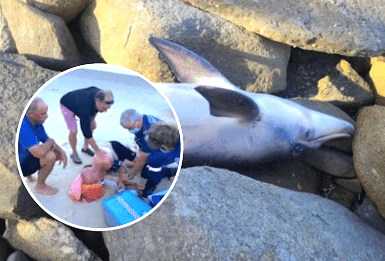 Surfers warned of “expected” shark attack after dolphin found bitten in half at popular surfing reserve