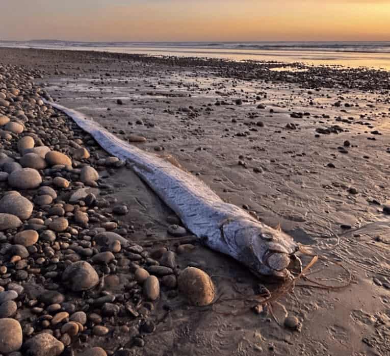 Sea Serpents Considered &Quot;Symbol Of Impending Doom&Quot; Wash Up On North County San Diego Beaches! 1