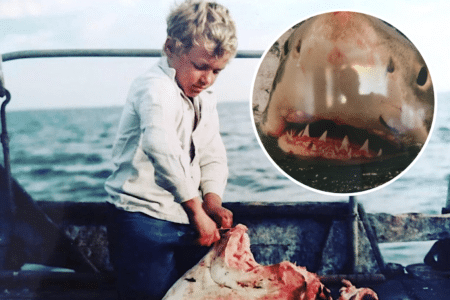 Jeff Schmucker, eight, guts a shark in South Australia and, inset, big Great White.