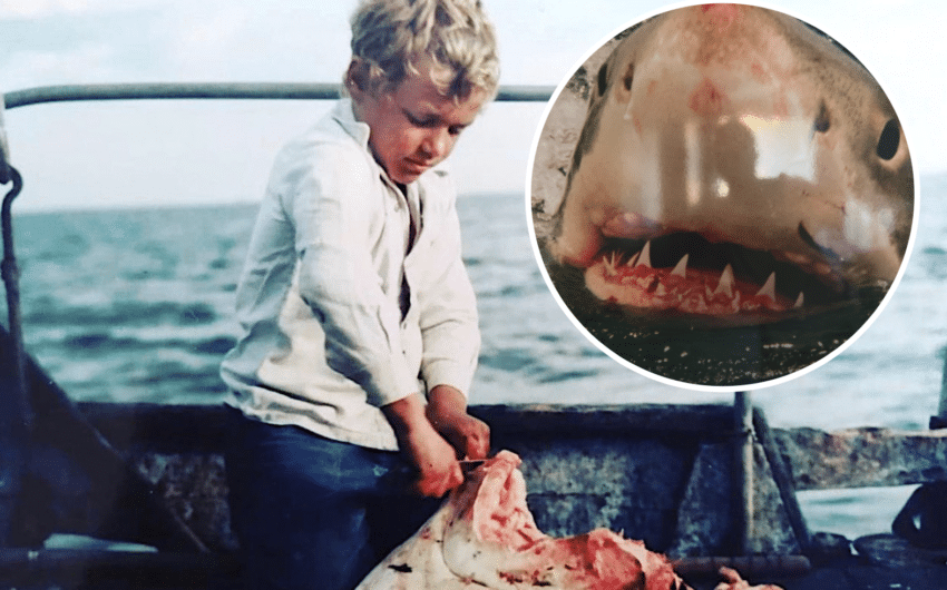 Jeff Schmucker, eight, guts a shark in South Australia and, inset, big Great White.