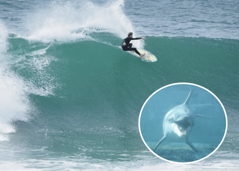 Australian surfer breaks pelvis after gang of dolphins brutally assails him in lineup