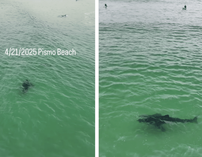 California surfer comforted by massive great white shark’s apparent disinterest in man eating