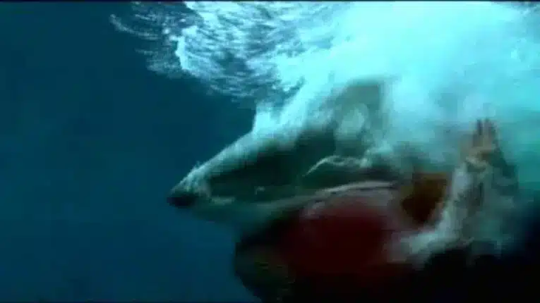 Australia’s Shark Crisis and the Anti-Human Underpinnings of Radical Green Policies