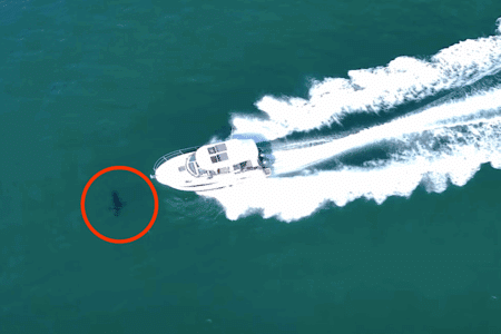 Speed boat collides with Great White shark.