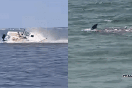 Jersey Shore chaos as whale attacks boat and sharks hit dolphin feet from shore.