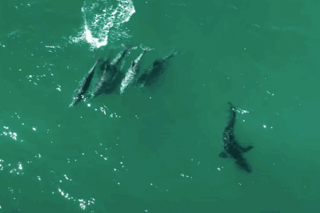 Dolphins attack Great White shark.