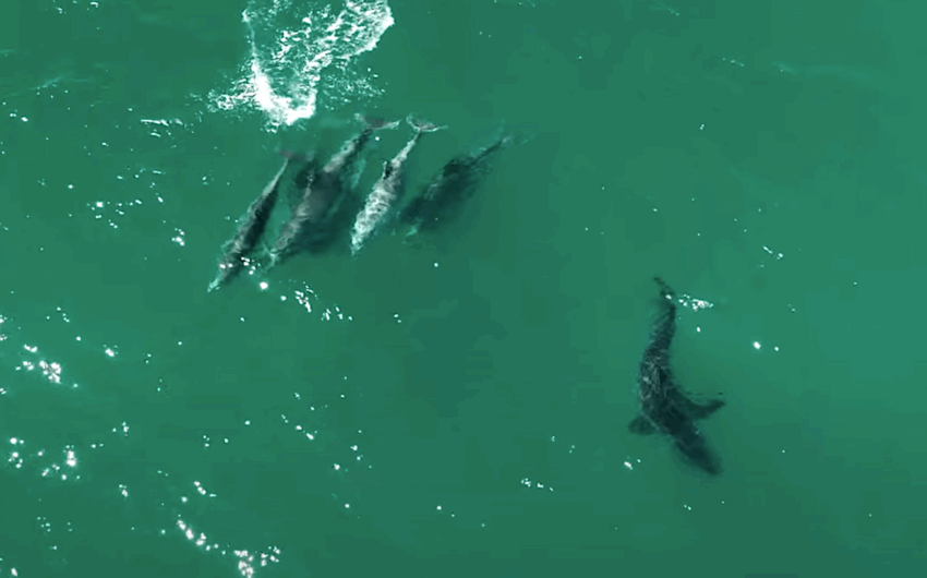 Dolphins attack Great White shark.