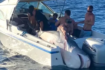 Aussie fishermen catch tiger shark.