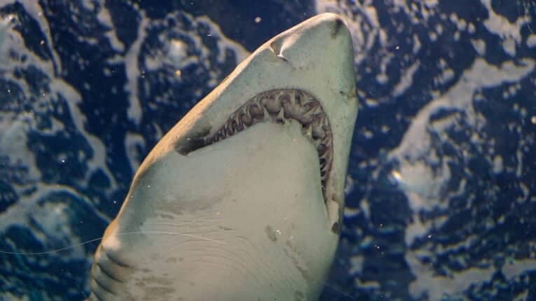 San Clemente, California, World’s Latest Great White Hotspot After All Beaches Closed Following “Aggressive Shark Behaviour” 1 Great white sharks have been increasing in numbers in san clemente