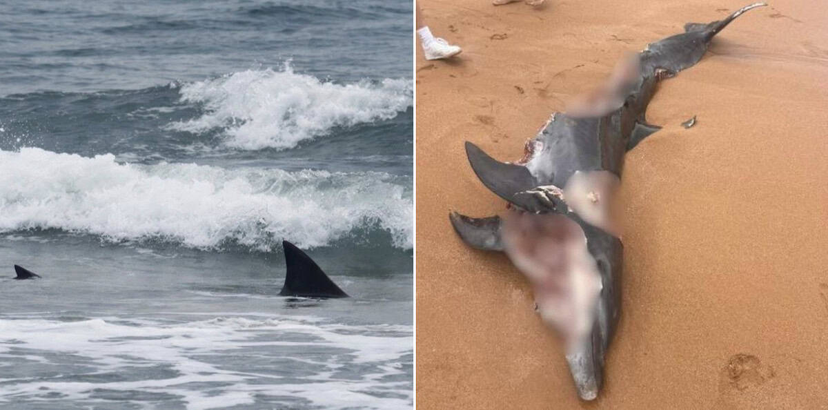 Surfers Urged To Use Extreme Caution After “new Wave Of Bull Sharks ...