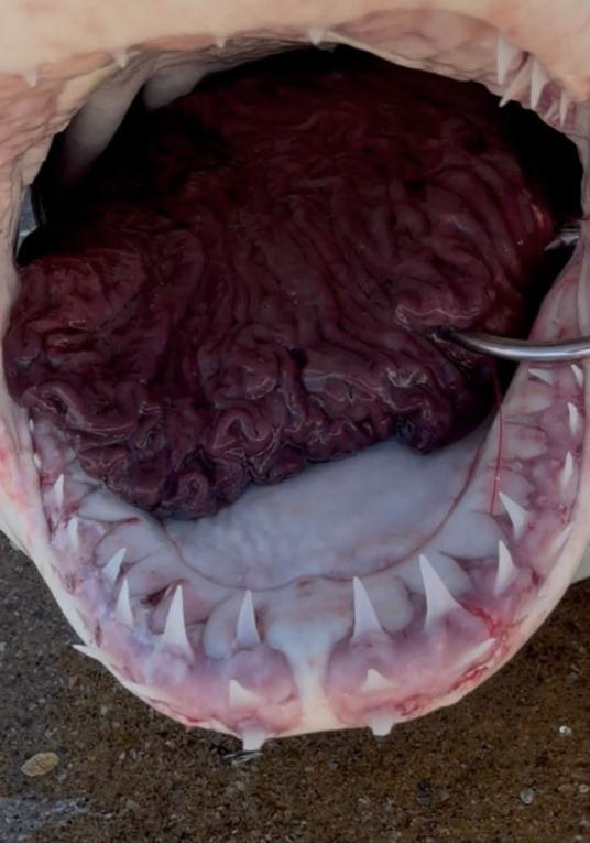 Great Whites So Abundant On Australian Beaches &Quot;We Rarely Use Hooks Anymore&Quot; 3