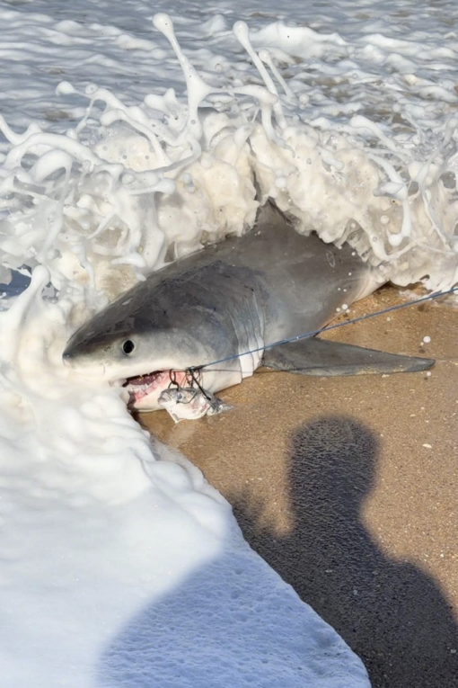 Great Whites So Abundant On Australian Beaches &Quot;We Rarely Use Hooks Anymore&Quot; 2