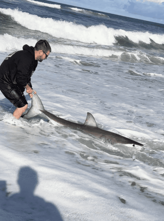 Great Whites So Abundant On Australian Beaches &Quot;We Rarely Use Hooks Anymore&Quot; 1