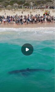 Big-Shark