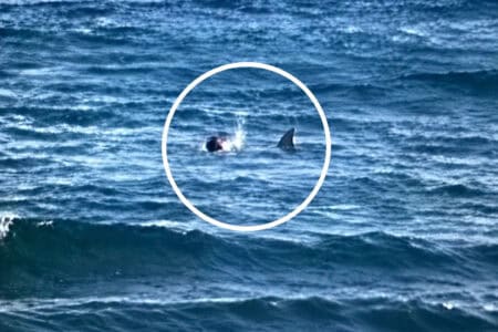 SHARK ATTACK ON SURFER