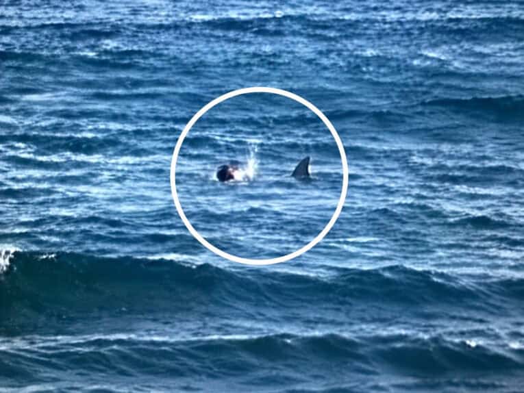 SHARK ATTACK ON SURFER