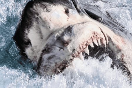 Great White shark caught on line