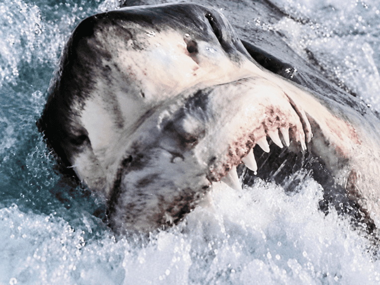 Great White shark caught on line