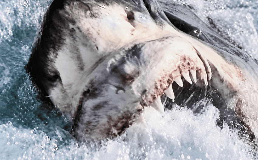Great White shark caught on line